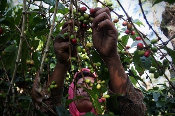 这种稀世咖啡叫做鲁哇克(Kopi Luwak)，又叫苏门答腊